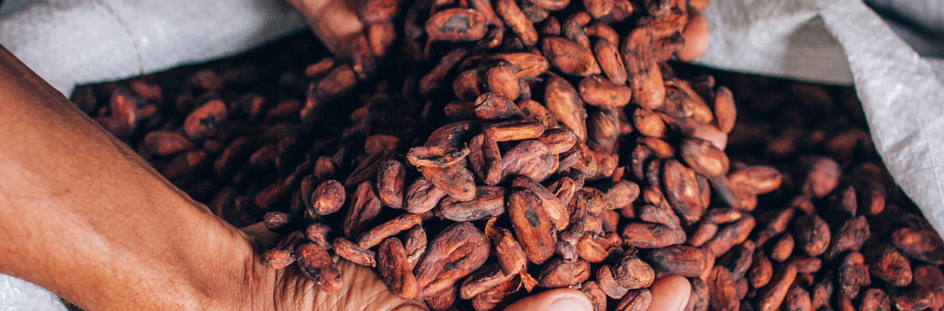 Mãos segurando sementes de cacau secas
