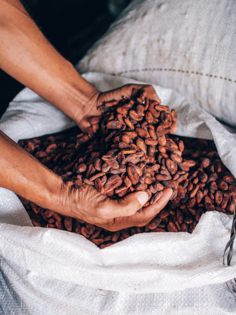 Mãos segurando sementes de cacau secas