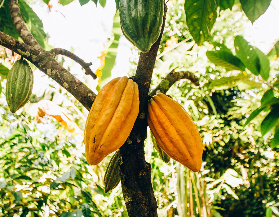 Le goût de changer le monde