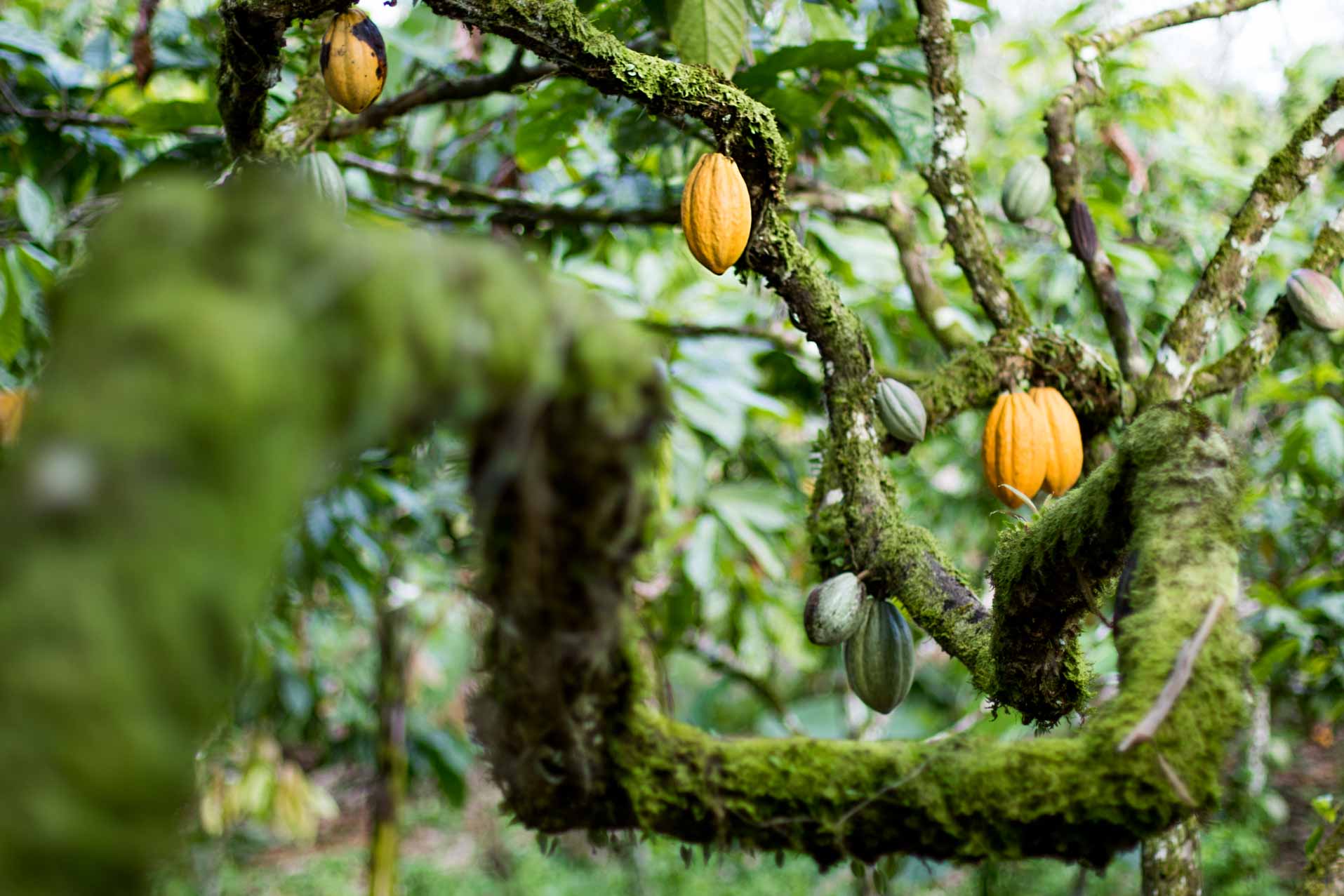 Plante um cacau com a Dengo