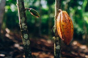 Produtores + felizes | Chocolate + gostoso