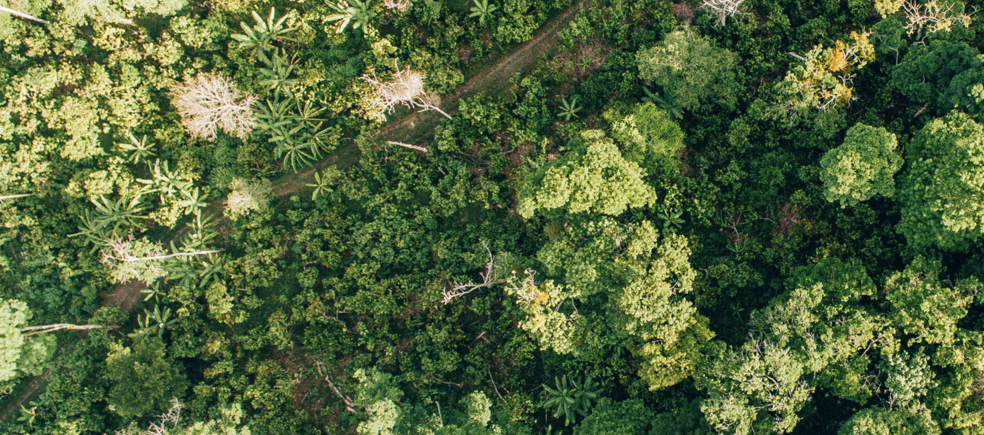Vista aérea de hectares de floresta