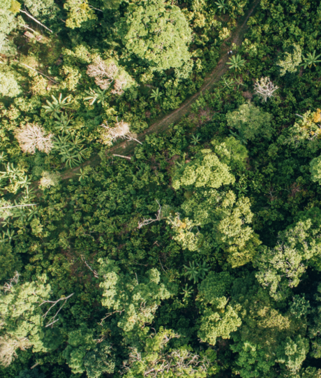 Vista aérea de hectares de floresta